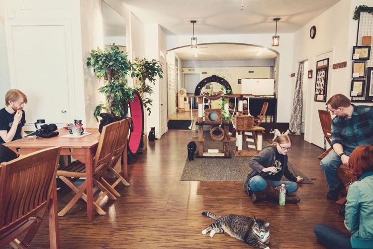 Eat, Purr, Love Cat Cafe Columbus